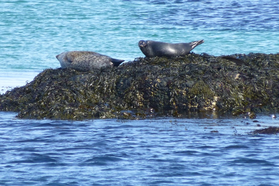 Harbour seals (Phoca vitulina), Scotland